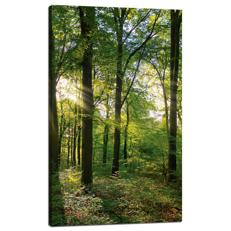 Leinwanddruck Sonne, Wald, Bäume, Lichtstrahlen, 60x100 cm