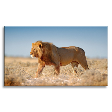 Leinwandgemälde Löwe geht auf dem Savannengras 100x60 cm