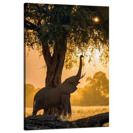 Leinwandgemälde Posierender Elefant Savannah Sunset 80x120 cm