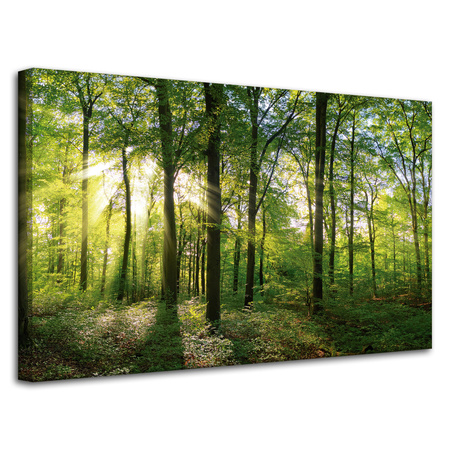 Leinwanddruck Sonne, Wald, Bäume, Lichtstrahlen, 80x50 cm
