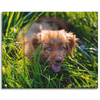 Leinwanddruck Tiere Hund im Gras 100x80 cm
