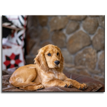 Leinwandgemälde Tiere Hund 40x30 cm