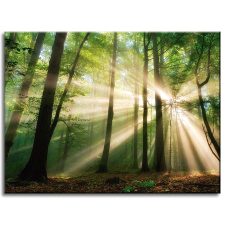 Leinwandgemälde Sonne im Wald Bäume Natur 40x30 cm
