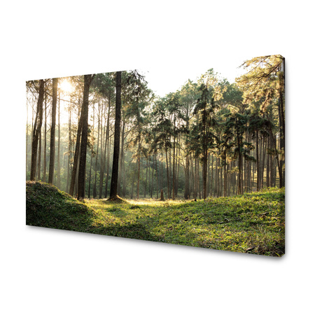 Leinwanddruck Wald Bäume Sonne Natur 70x50 cm