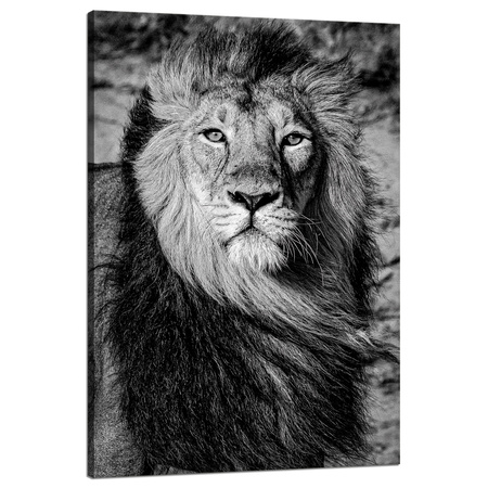 Leinwandgemälde Graue Löwenmähne, Gesicht, Augen, 80 x 120 cm