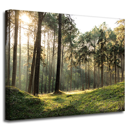 Leinwanddruck Wald Bäume Sonne Natur 50x40 cm
