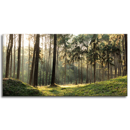 Leinwanddruck Wald Bäume Sonne Natur 120x60 cm
