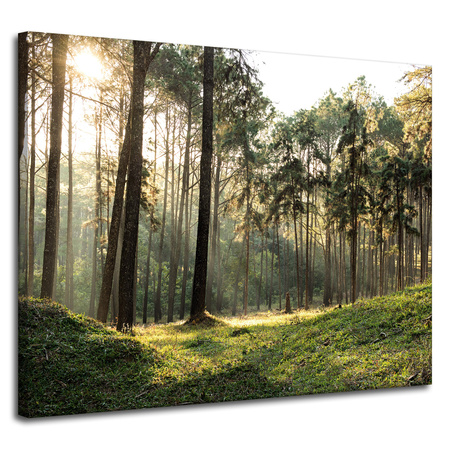 Leinwanddruck Wald Bäume Sonne Natur 100x80 cm