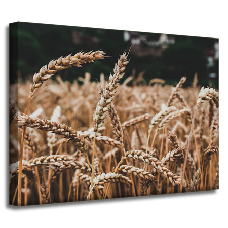 Leinwandgemälde Natur Weizenfeld 40x30 cm