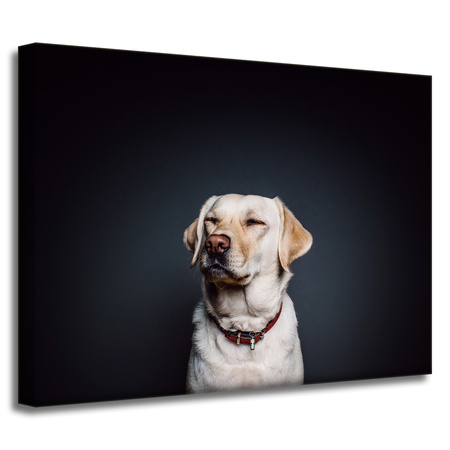 Leinwanddruck Tiere Labrador 40X30 cm