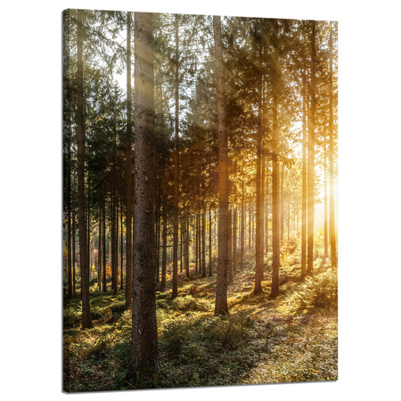 Leinwandgemälde Birken Bäume Sonnenmorgen 50x70 cm