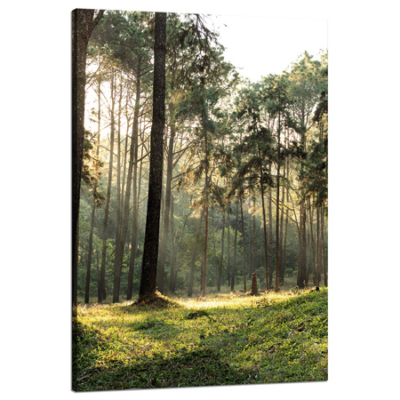 Leinwanddruck Wald Bäume Sonne Natur 80x120 cm