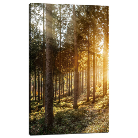 Leinwandgemälde Birken Bäume Sonnenmorgen 60x100 cm