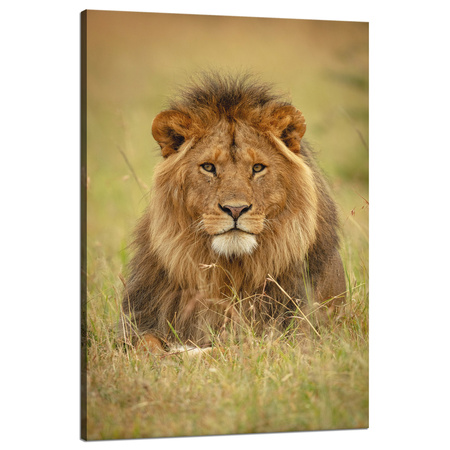 Leinwandgemälde Löwe auf dem Gras Tier Natur 80x120 cm