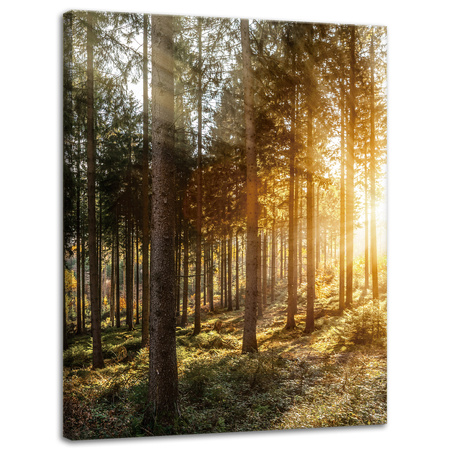 Leinwandgemälde Birken Bäume Sonnenmorgen 30x40 cm