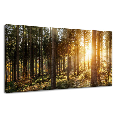 Leinwandgemälde Birken Bäume Sonnenmorgen 120x60 cm