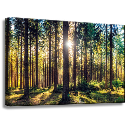 Leinwanddruck Wald Sonne Bäume Frühlingsmorgen 60x40 cm