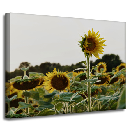 Leinwandgemälde Botanik Sonnenblumenfeld 40x30 cm
