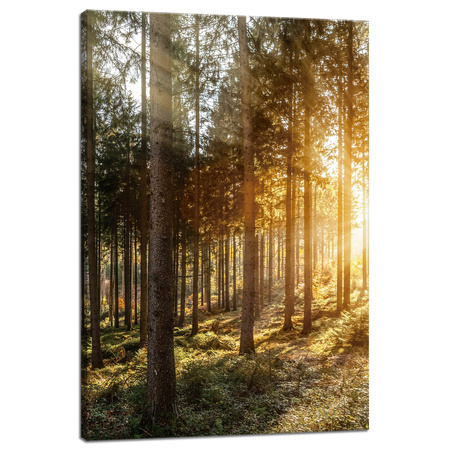 Leinwandgemälde Birken Bäume Sonnenmorgen 40x60 cm