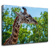 Leinwanddruck Tiere Giraffe 40x30 cm