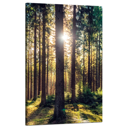 Leinwanddruck Wald Sonne Bäume Frühlingsmorgen 50x80 cm