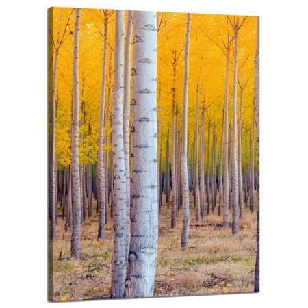 Leinwandgemälde Birken in herbstlichen gelben Blättern 50x70 cm