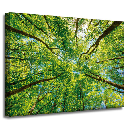 Leinwandgemälde Bäume Blätter Natur Wald Frühling 40x30 cm