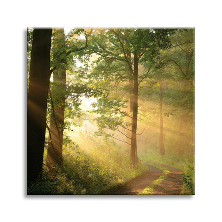 Leinwandgemälde Sonnenlicht Waldweg Natur 50X50 cm