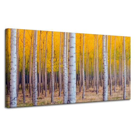 Leinwandgemälde Birken in herbstlichen gelben Blättern 120x60 cm