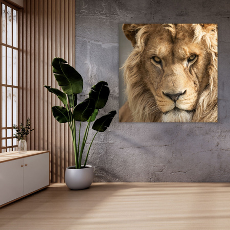 Bild auf Leinwand Schrecklicher schöner Löwe Helligkeit Tier 50X50 cm
