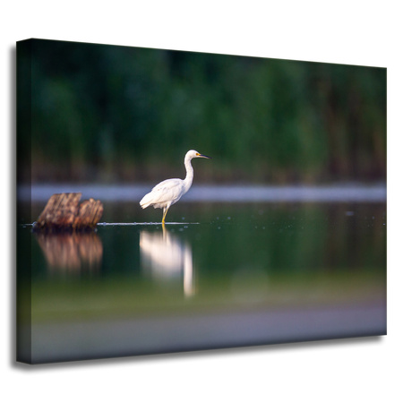 Leinwanddruck Tiere Reiher 40x30 cm