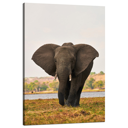 Leinwandgemälde Großer grauer Elefant in der Savanne 80x120 cm