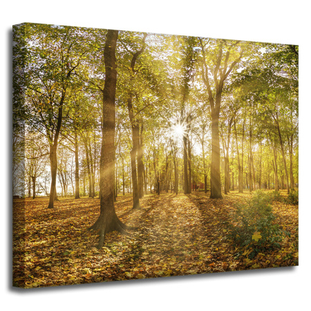 Leinwandgemälde Sonne zwischen Bäumen im Wald 50x40 cm
