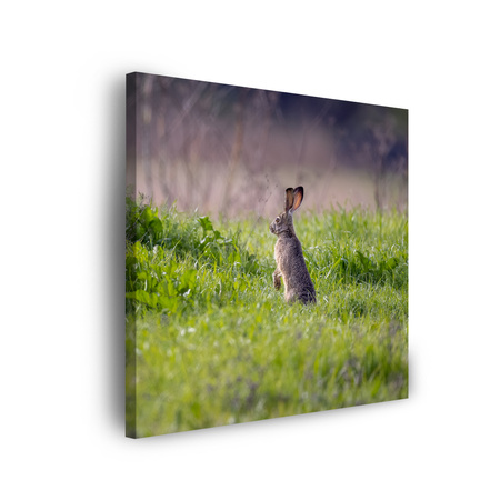 Leinwandgemälde Tiere Hase 40x40 cm