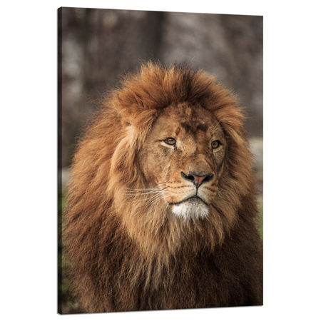 Leinwandgemälde Starrender Löwe Naturgesicht Wildheit 80x120 cm