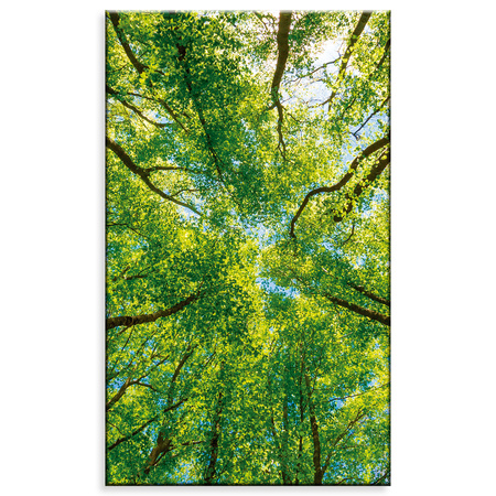 Leinwandgemälde Bäume Blätter Natur Wald Frühling 60x100 cm