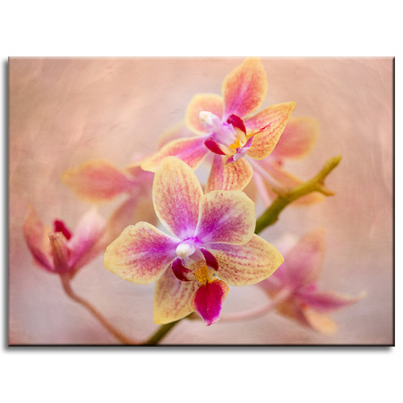 Leinwandgemälde Botanik Orchidee 40x30 cm