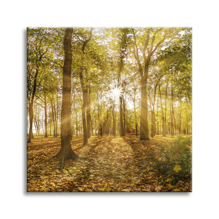 Leinwandgemälde Sonne zwischen Bäumen im Wald 80X80 cm