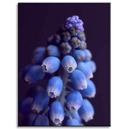 Leinwandgemälde Botanik Hyazinthe 30x40 cm