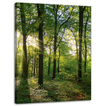 Leinwanddruck Sonne, Wald, Bäume, Lichtstrahlen, 30x40 cm