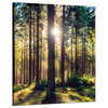 Leinwanddruck Wald Sonne Bäume Frühlingsmorgen 80x100 cm