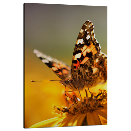 Leinwandgemälde Tiere Schmetterling auf einer Blume 80x120