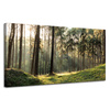 Leinwanddruck Wald Bäume Sonne Natur 120x60 cm