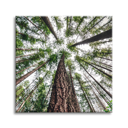 Leinwandgemälde Bäume Himmel Natur Natur Kunst 90X90 cm