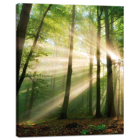 Leinwandgemälde Sonne im Wald Bäume Natur 40x50 cm