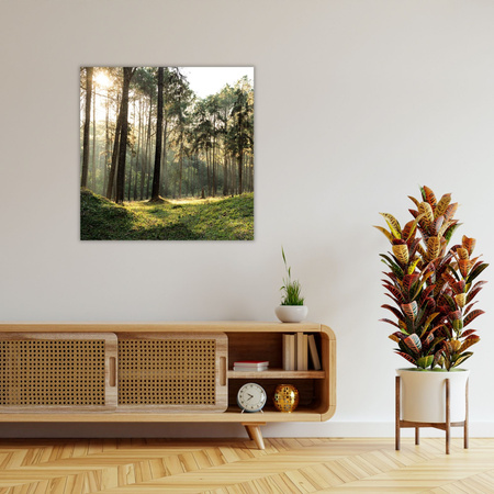 Leinwanddruck Wald Bäume Sonne Natur 80X80 cm
