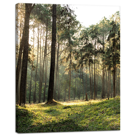 Leinwanddruck Wald Bäume Sonne Natur 40x50 cm