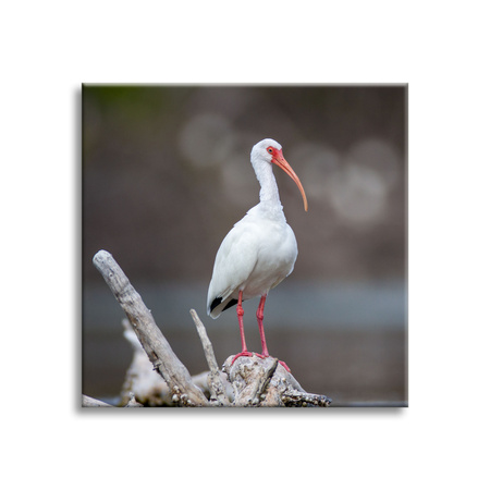 Leinwandgemälde Tiere Vogel 40x40 cm