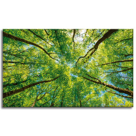 Leinwandgemälde Bäume Blätter Natur Wald Frühling 100x60 cm