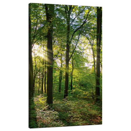 Leinwanddruck Sonne, Wald, Bäume, Lichtstrahlen, 70x120 cm